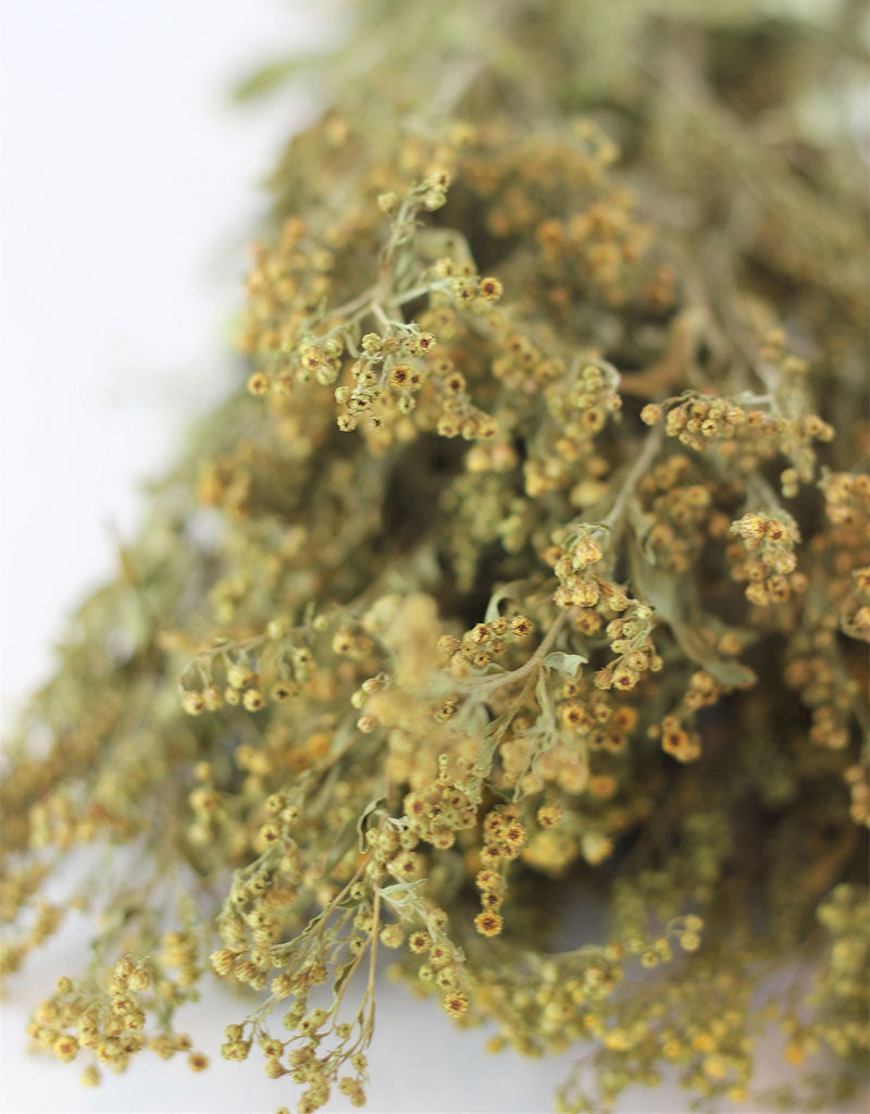 Dried Solidago - Natural Bunch, 10 stems, 70 cm