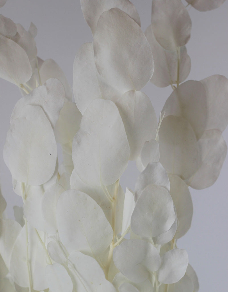 Preserved Gunny Eucalyptus - Bleached, 5 Stems