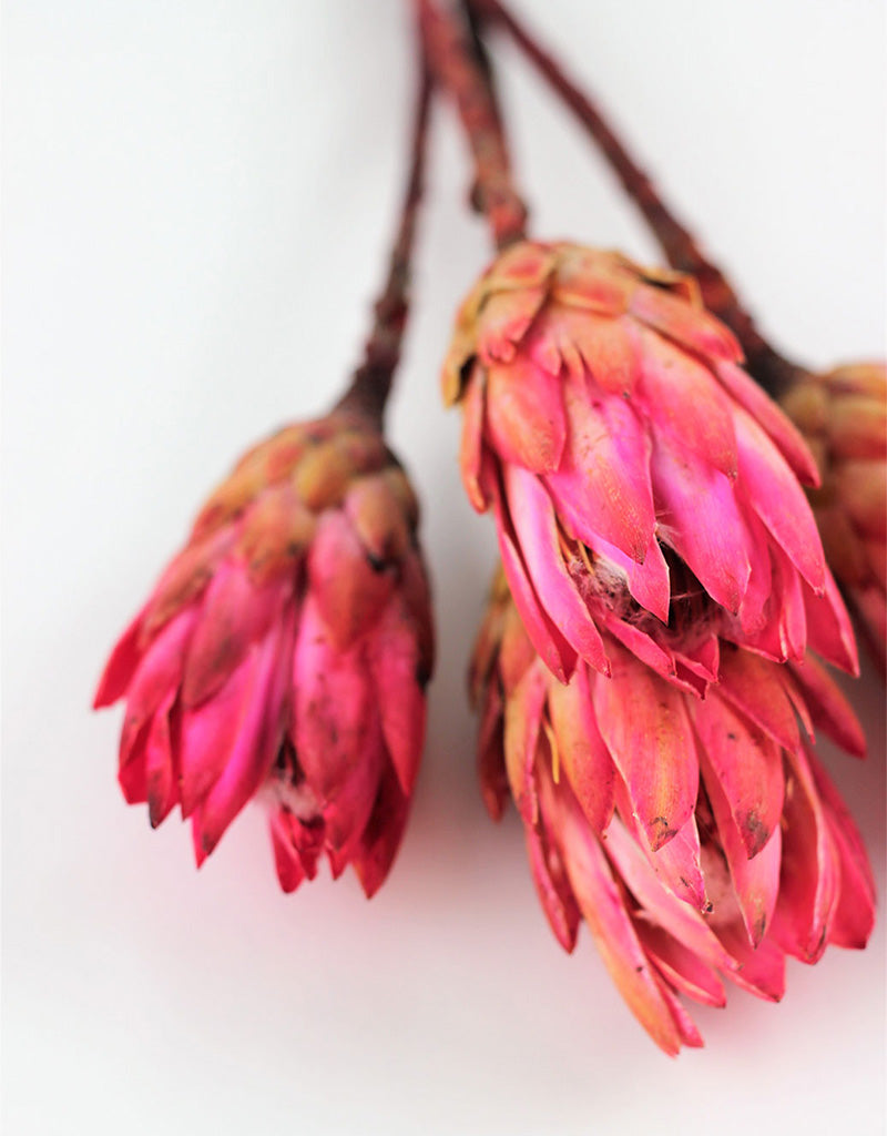 Wholesale Dried Protea African Repen