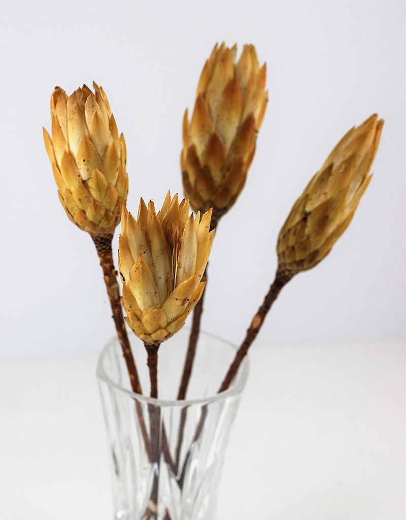 Dried Protea African Repens - Yellow bunch in UK
