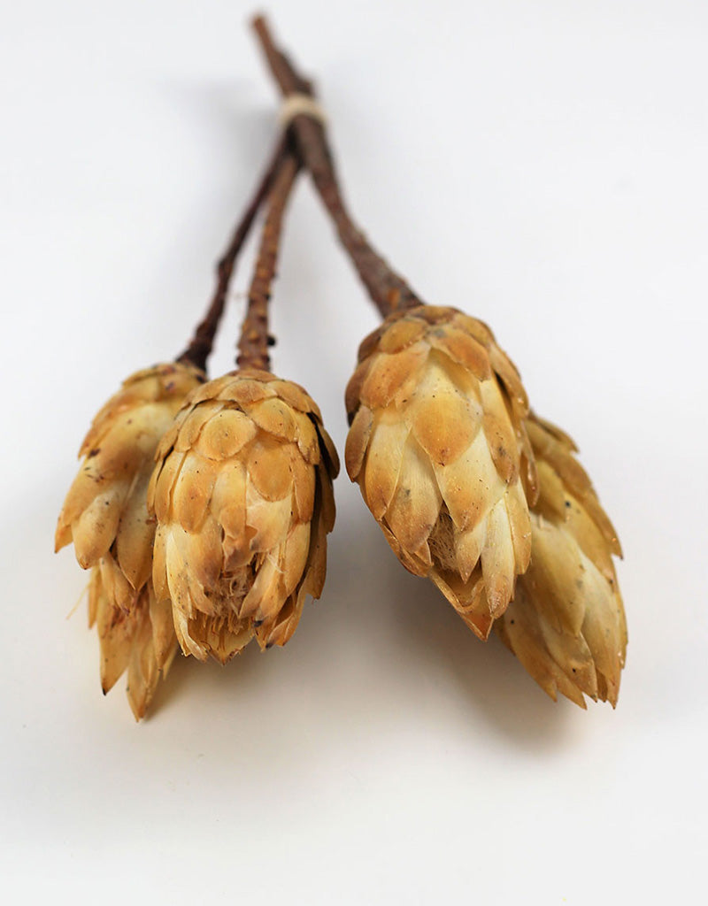 Dried Protea African Repens - Yellow