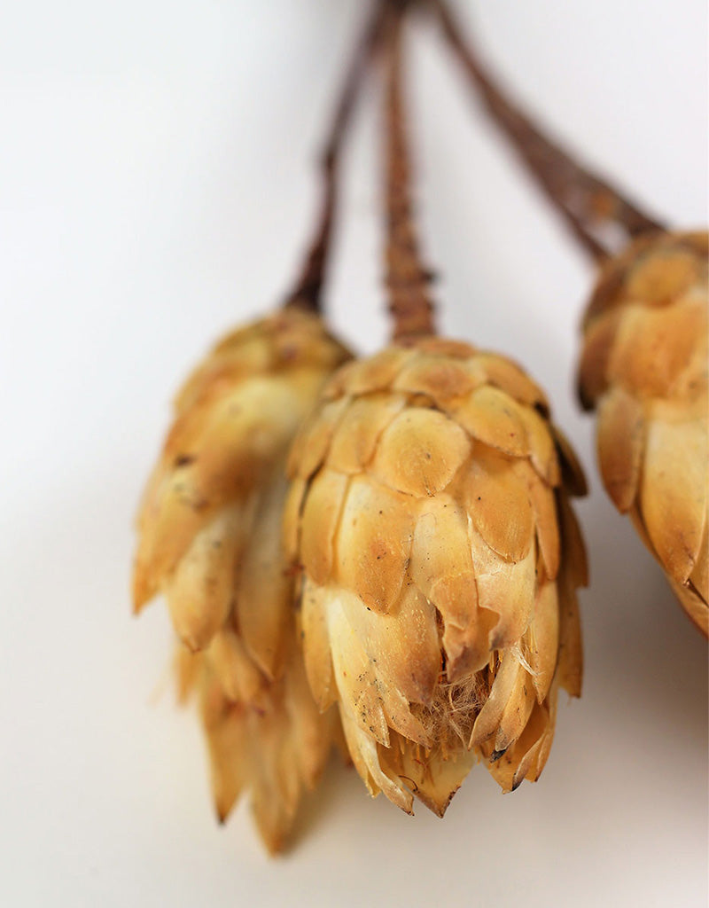 Dried Protea African Repens - Yellow, 4 stems