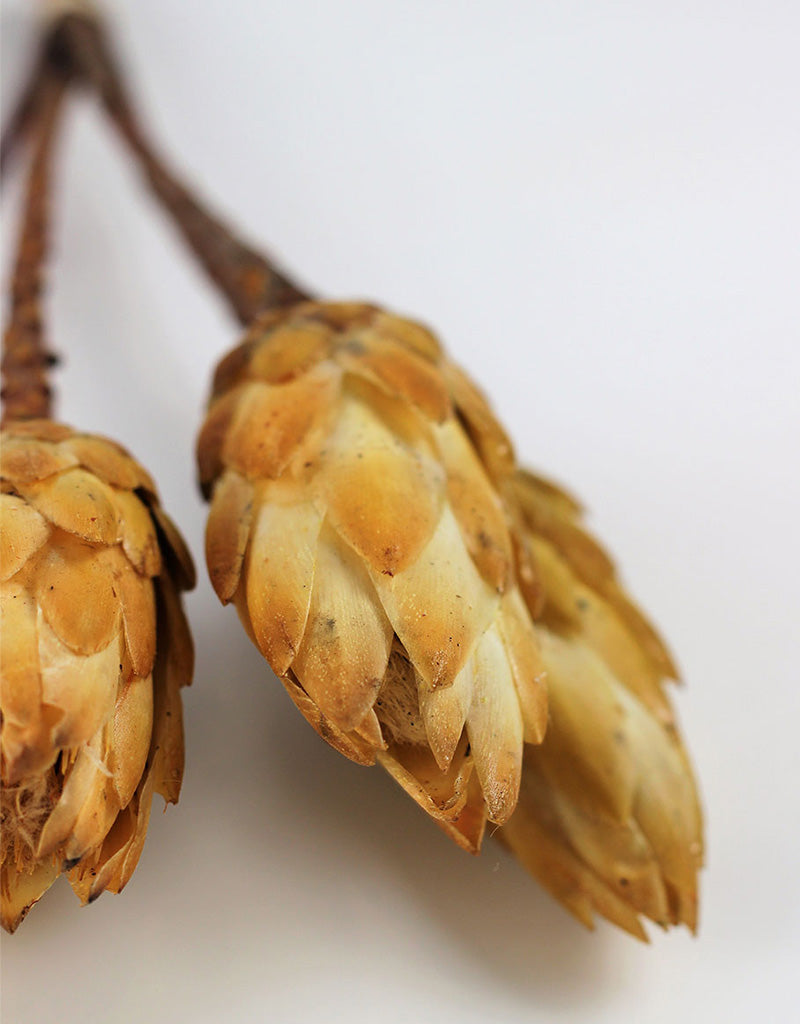 Dried Protea African Repens - Yellow, 4 stems, 35 cm