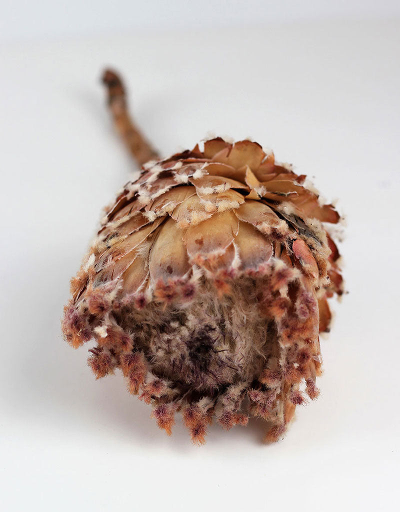 Dried Barbigera Protea - Pink