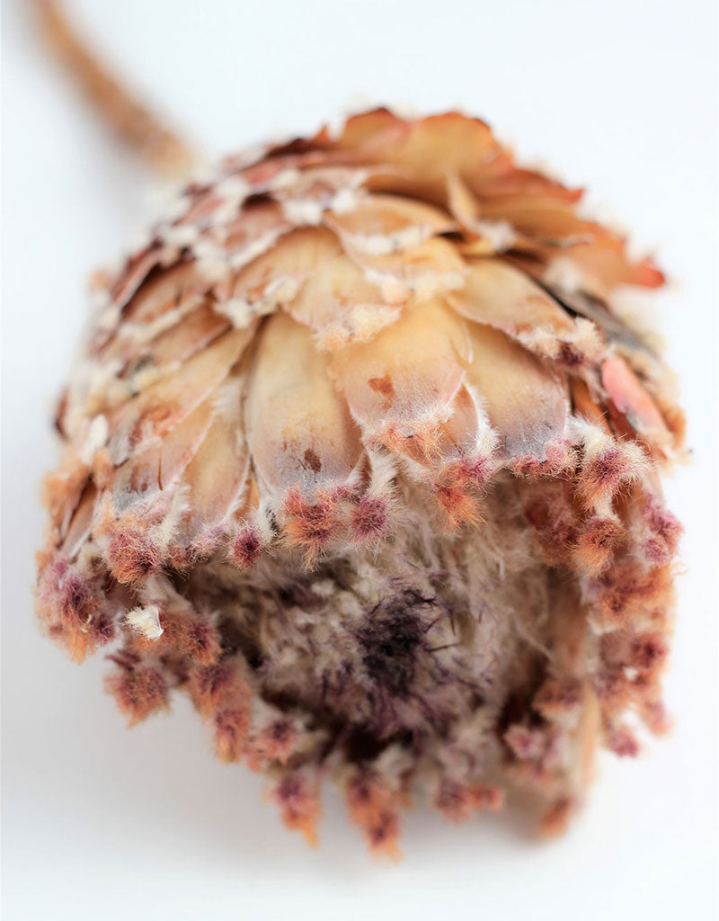 Dried Barbigera Protea - Pink, 2 stems