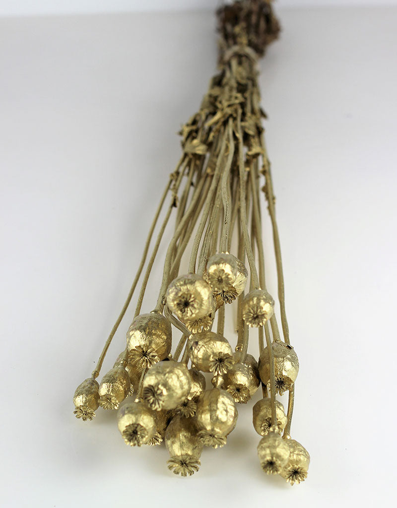 Dried Poppy Heads - Gold 60 cm Bunch