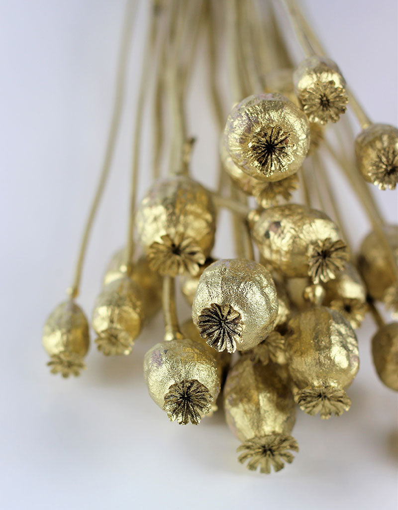 Dried Poppy Heads - Gold Bunch