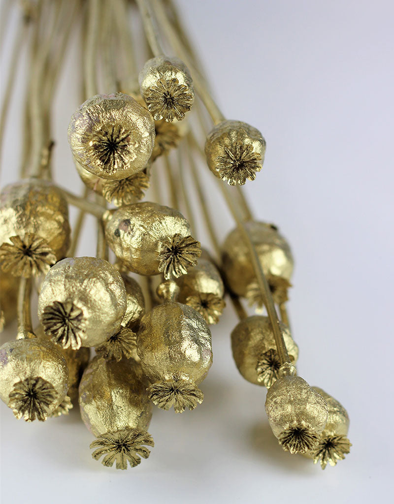 Dried Poppy Heads - Gold Bunch, 60 cm