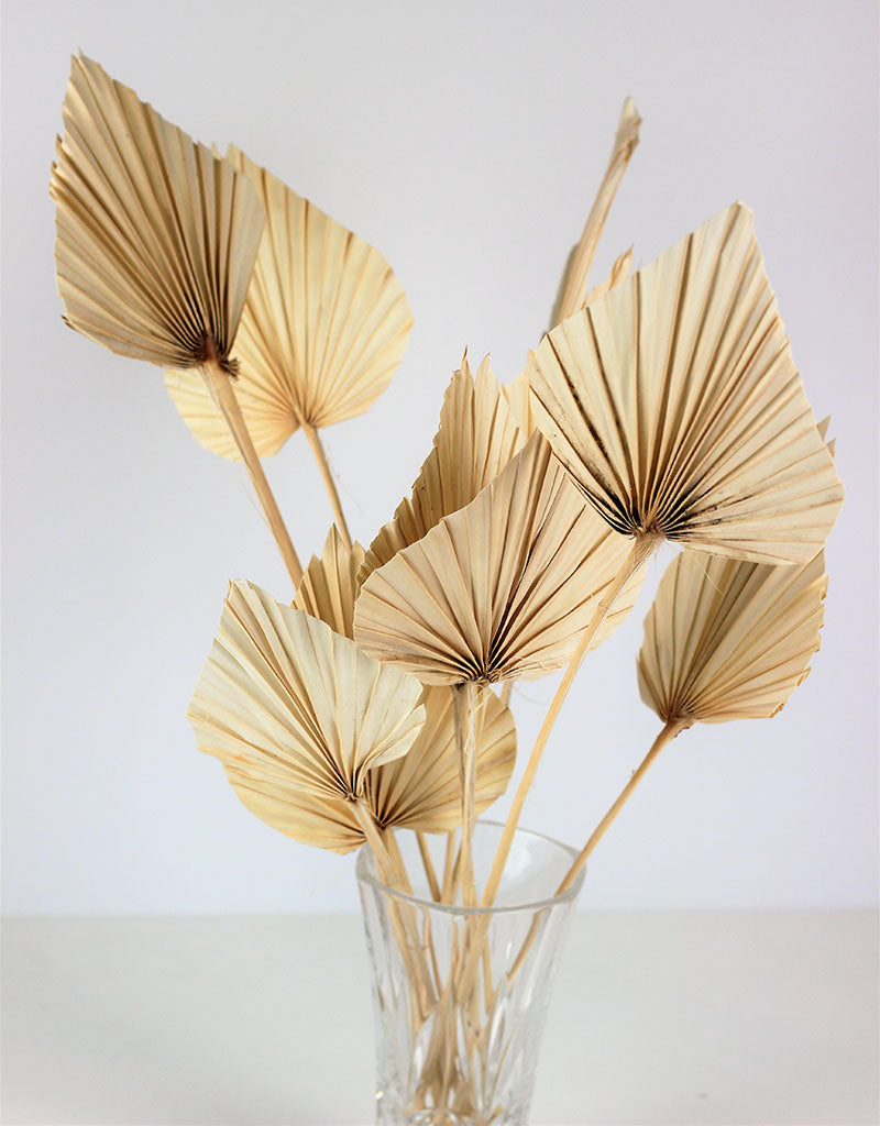 Dried Palm Spears - Bleached bunch