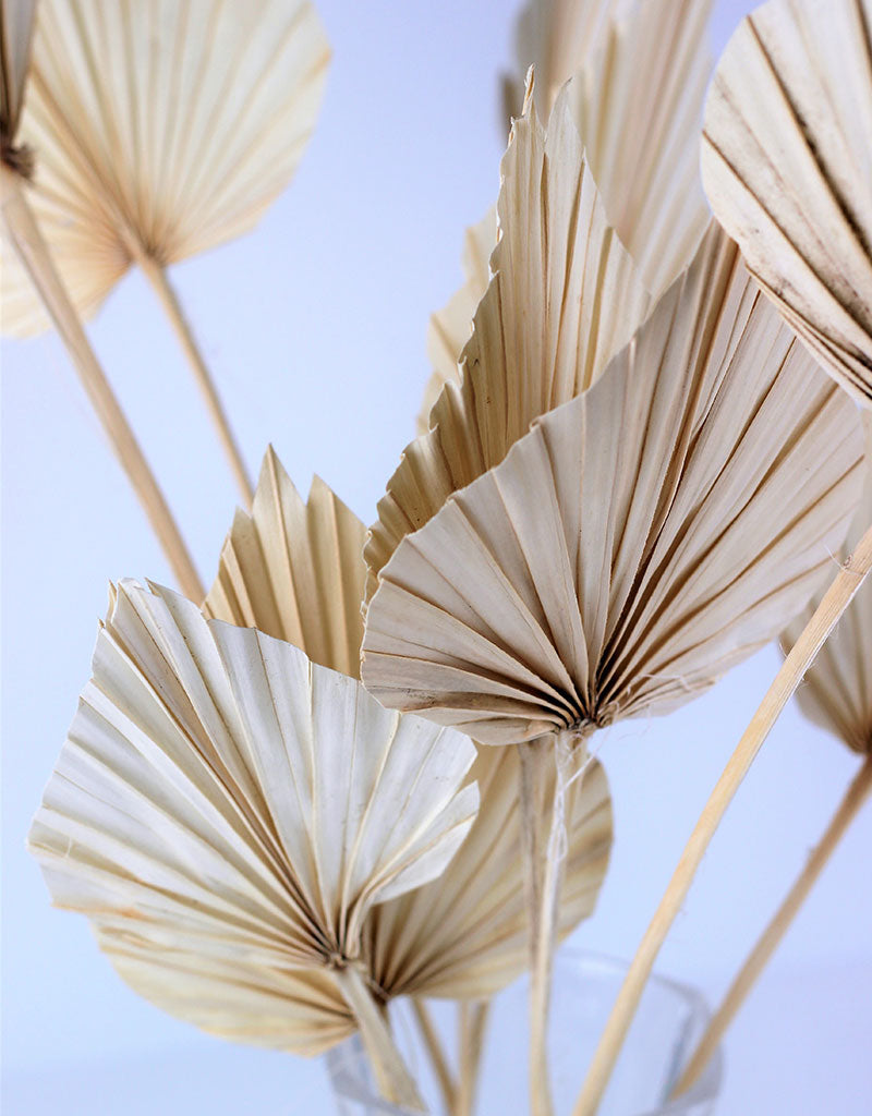 Dried Palm Spears - Bleached