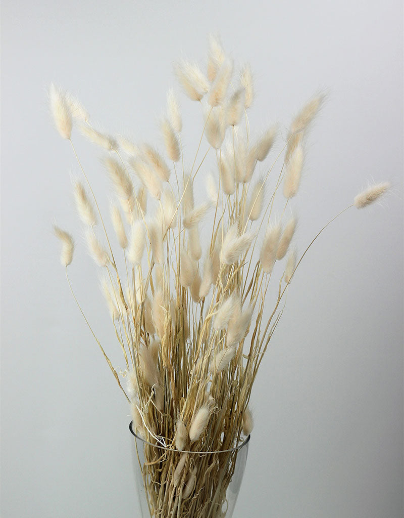 Dried Bunny Tails Lagurus Grass - Bleached, 100 Grams, 80 cm