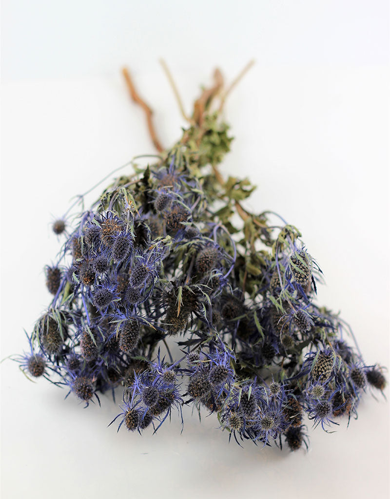 Dried Eryngium Thistle - Blue Bunch Sleeved