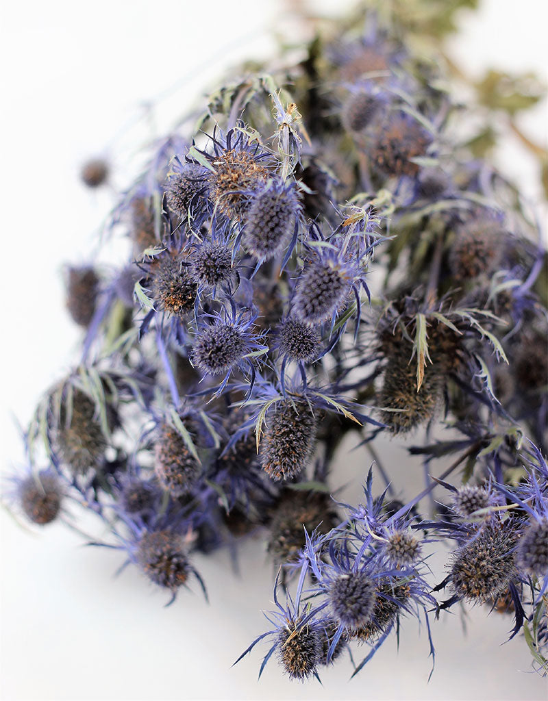 Dried Eryngium Thistle - Blue Bunch Sleeved, 5 Stems