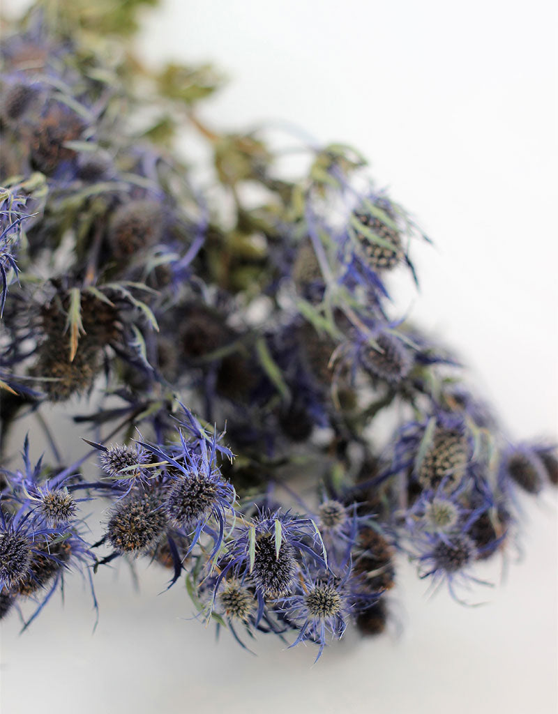 Dried Eryngium Thistle - Blue Bunch Sleeved, 5 Stems, 65 cm