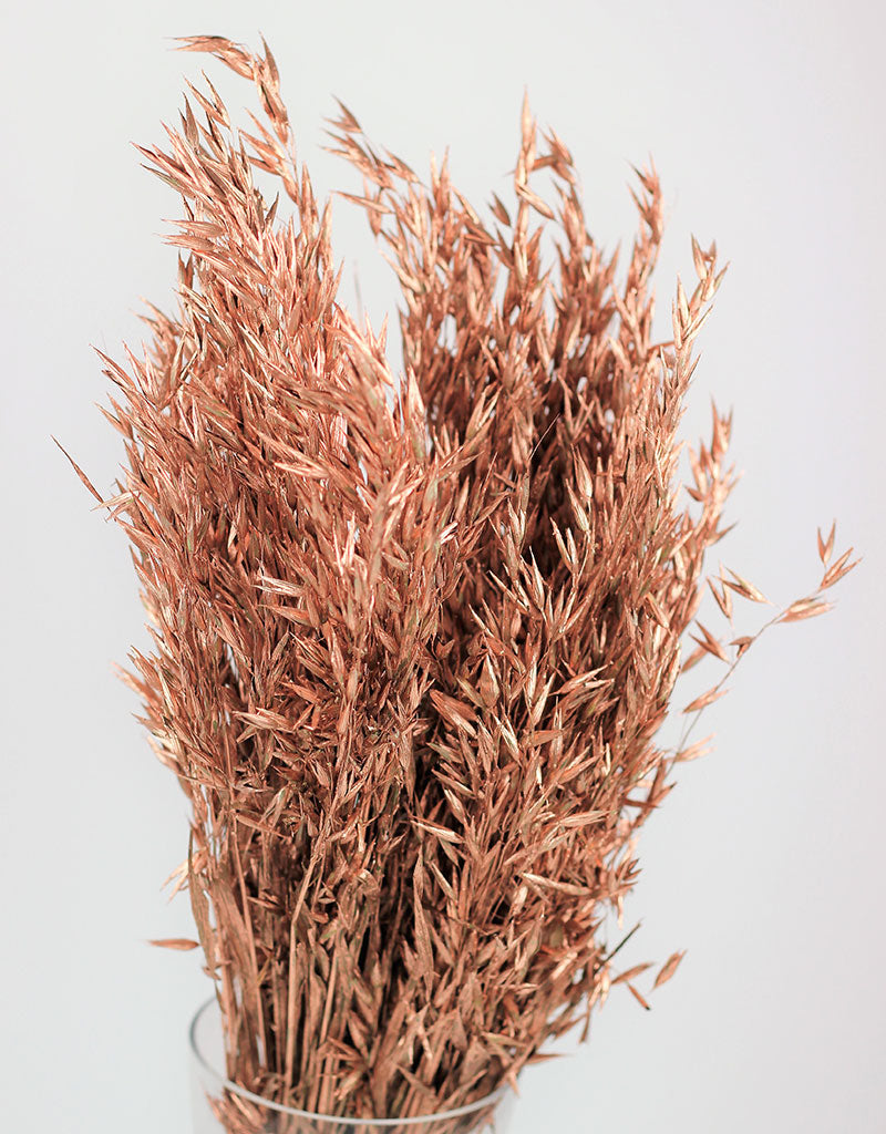 Dried Oat Avena- Copper Bunch