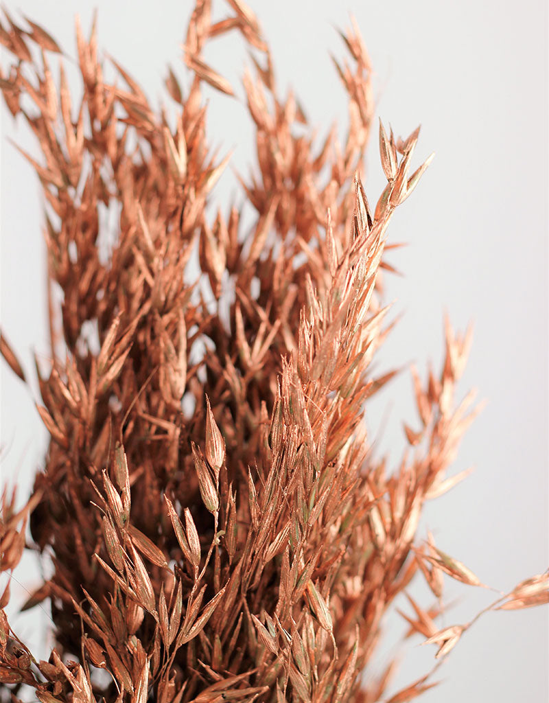 Dried Oat Avena- Copper Bunch, 250 grams