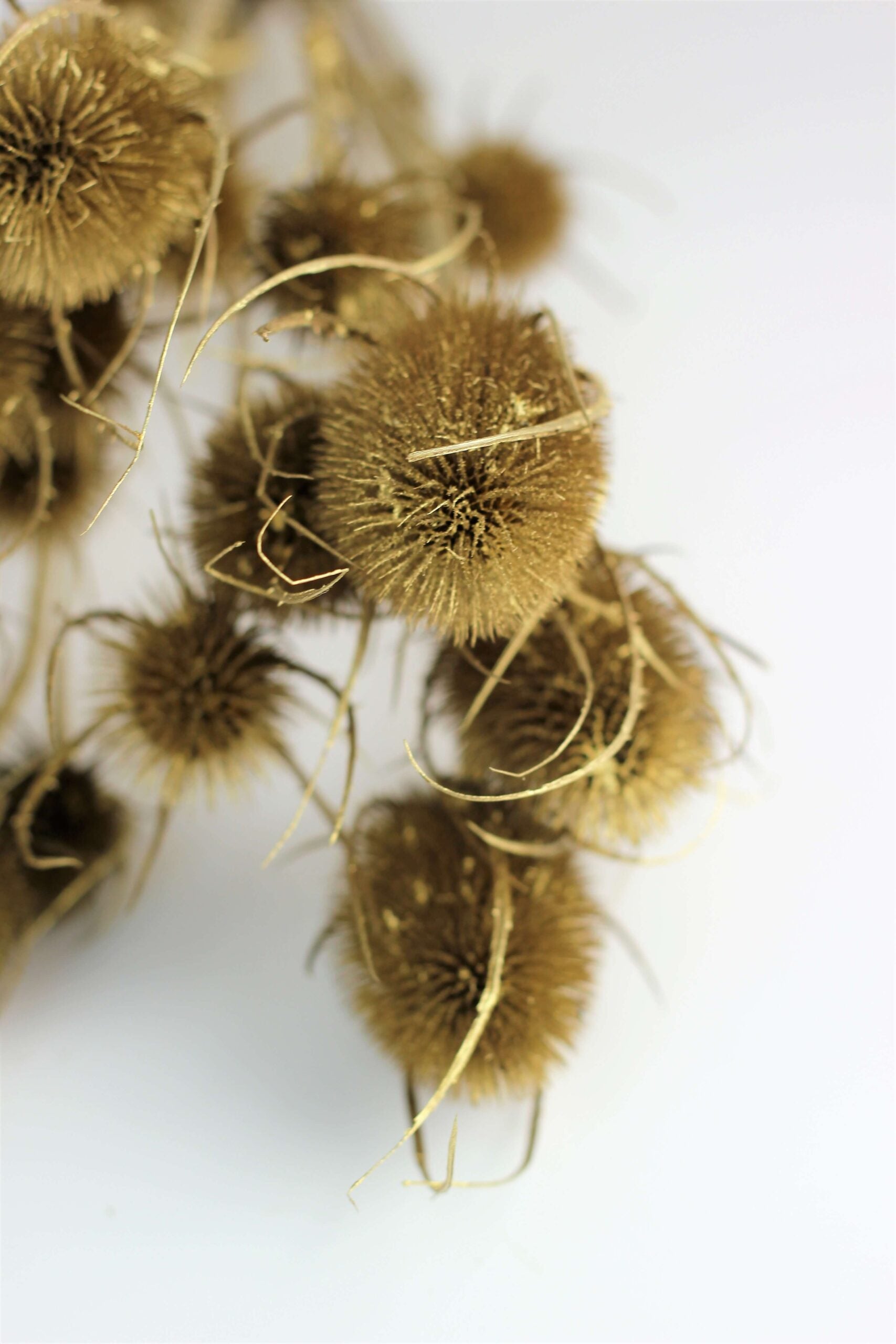 Dried Cardi