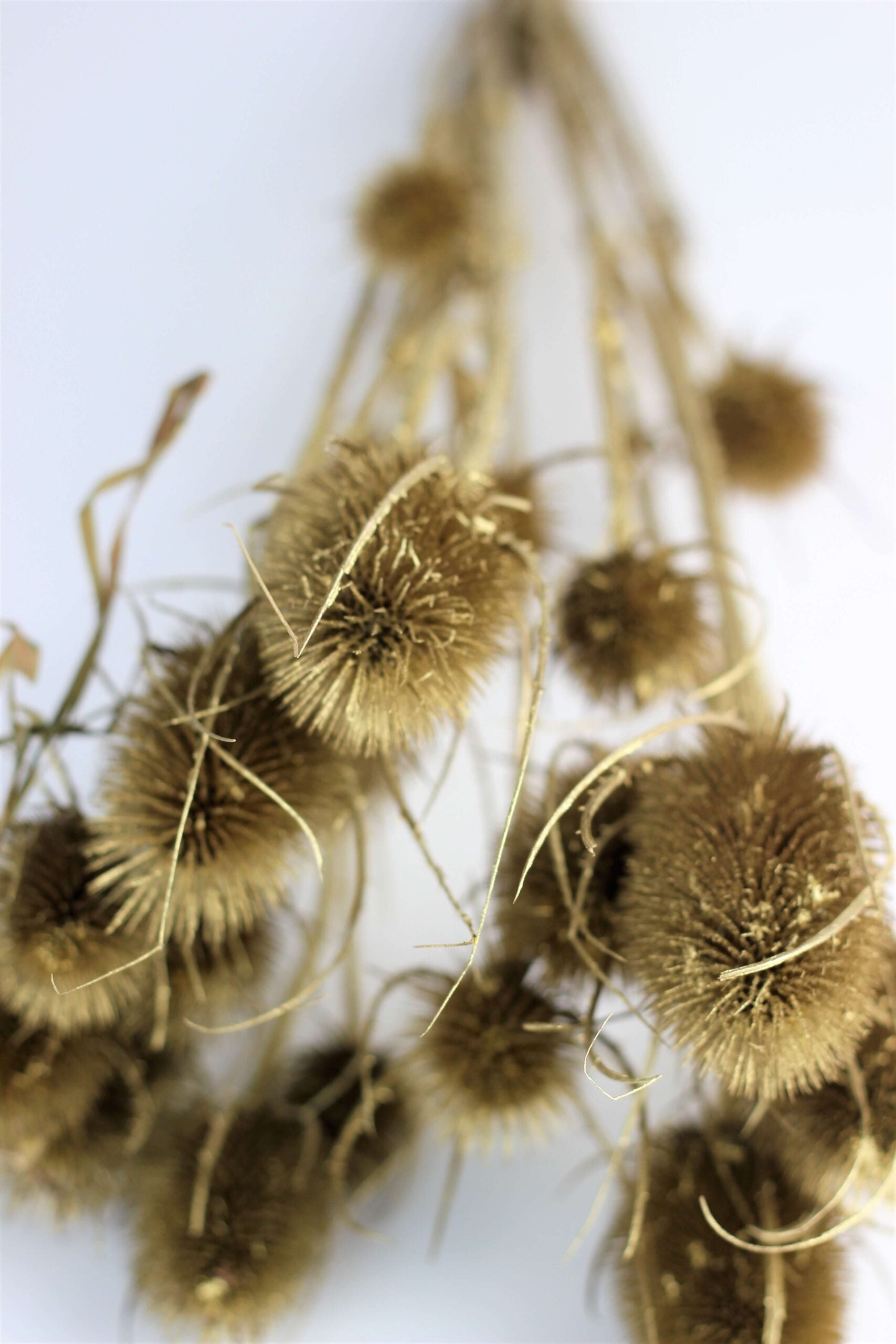 Dried Cardi Bunch