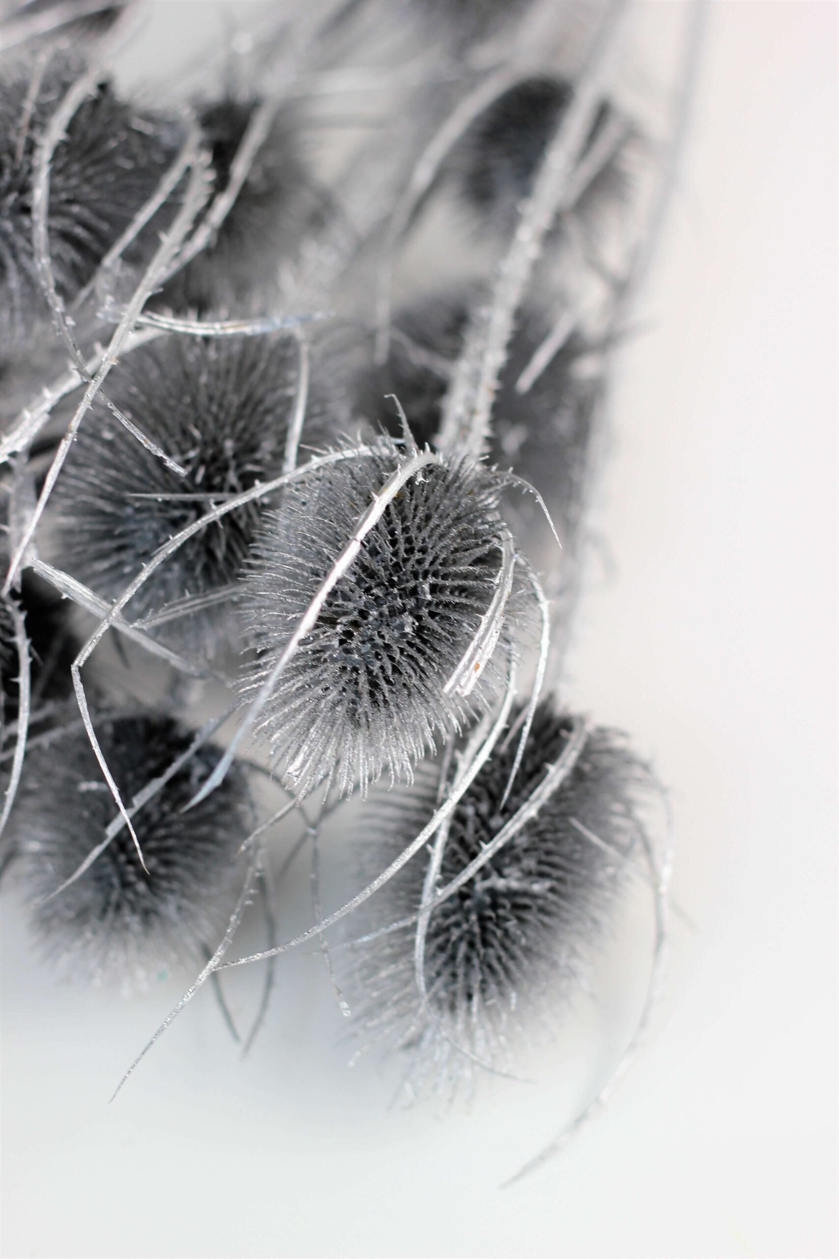 Dried Thistle - Silver Bunch, 60 cm