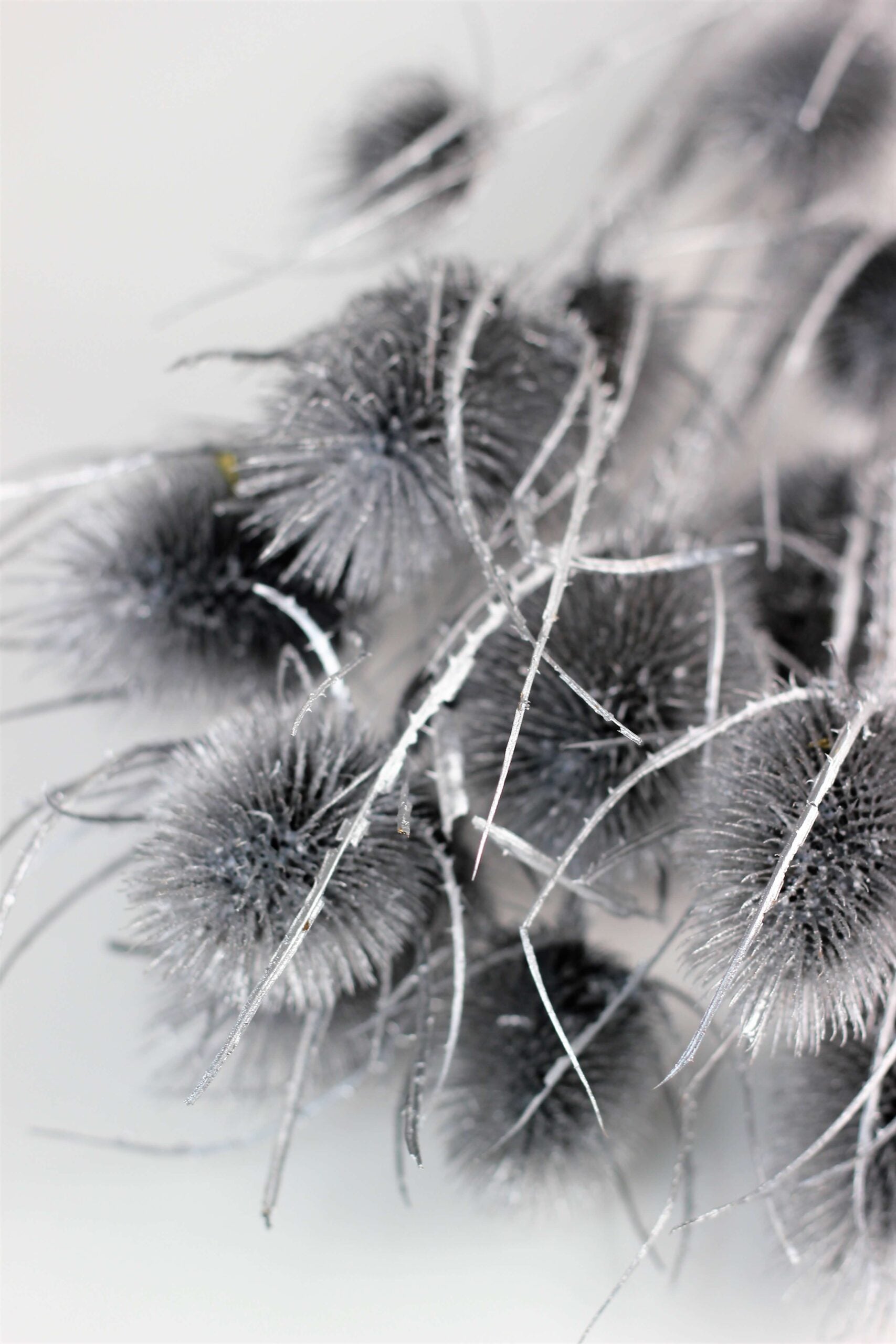 Dried Thistle - Silver Bunch