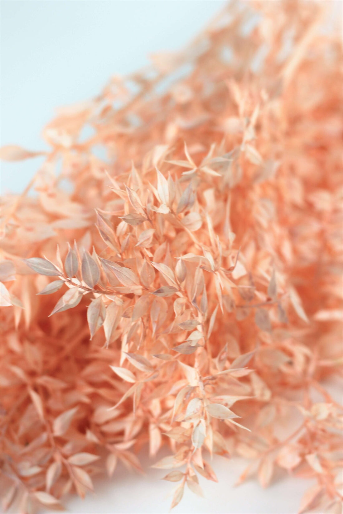 Preserved Ruscus - Pastel Salmon Bunch, 5 Stems