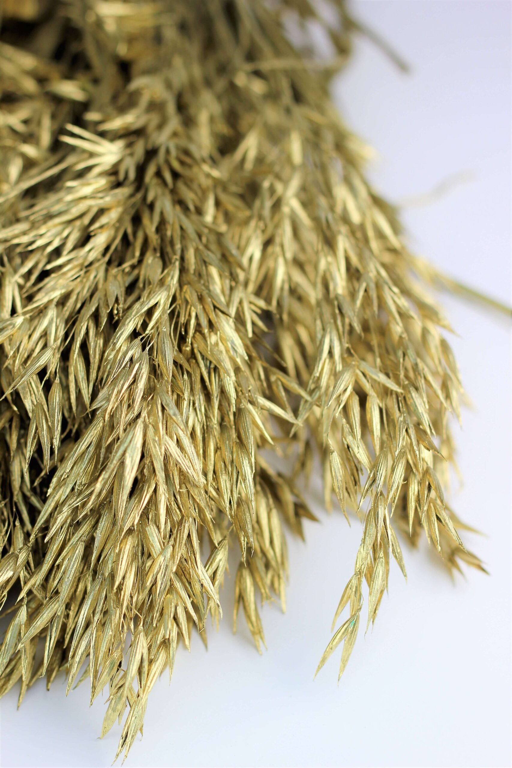 Dried Oat Avena- Gold Bunch, 250 grams, 70 cm