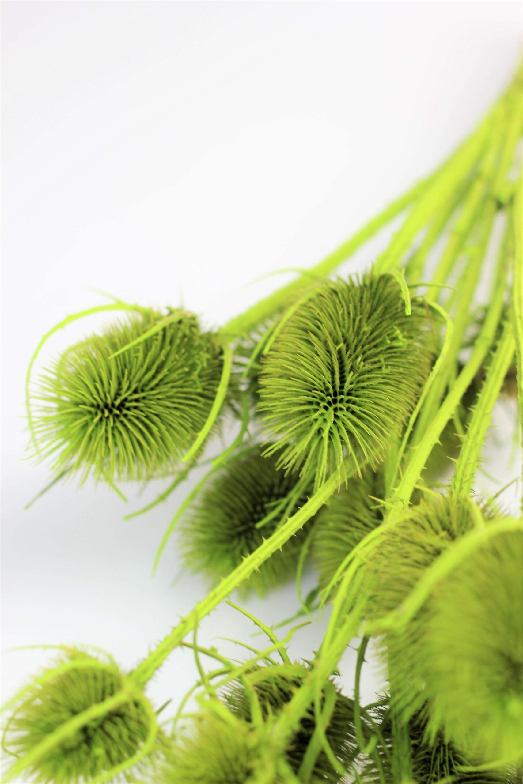 Dried Cardi Thistle- Apple Green Bunch, 60 cm UK