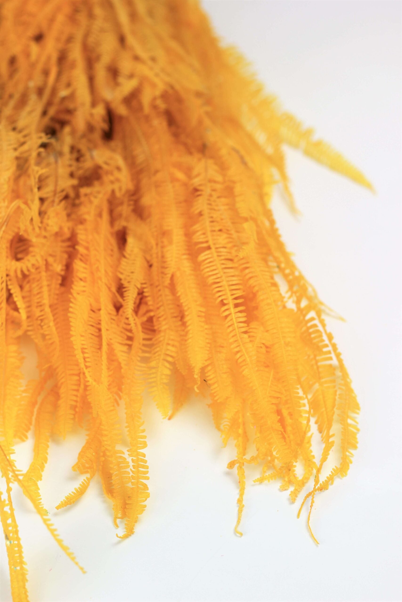 Preserved Helecho - Yellow Bunch
