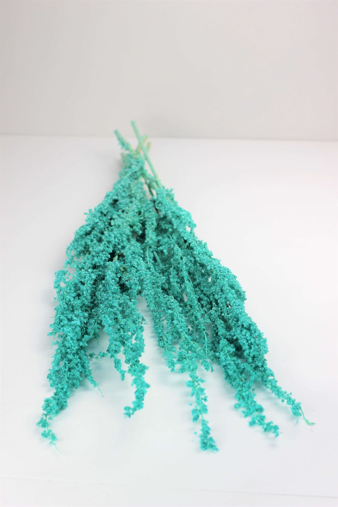 Dried Crispus Rumex - Aqua Blue