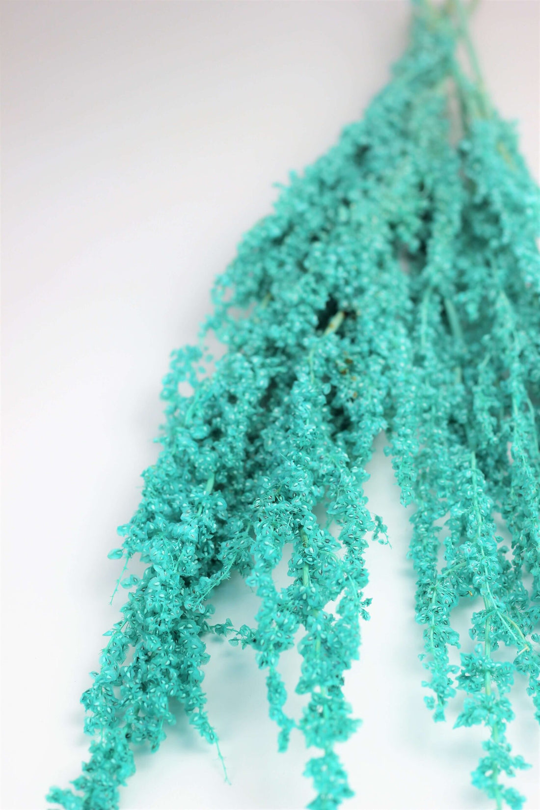 Dried Crispus Rumex - Aqua Blue Bunch