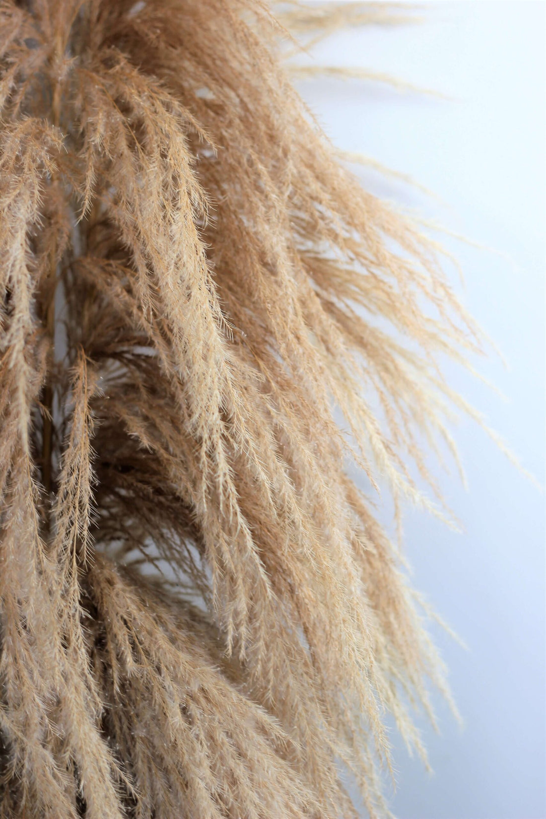 Dried Pampas Grass - Natural Semi Bleached, XL