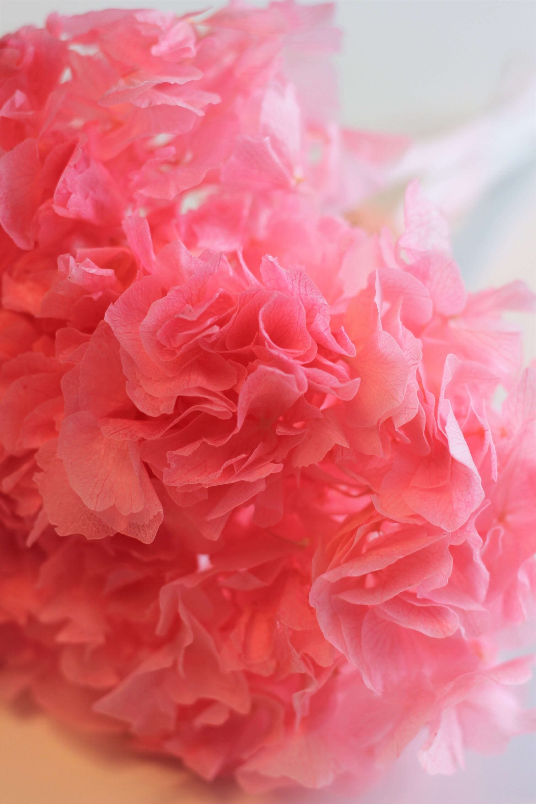 Preserved Hydrangeas - 30 cms Pink Bunch