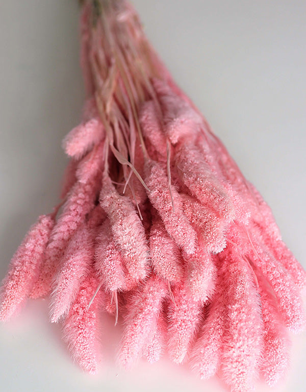Dried Setaria - Baby Pink Bunch,