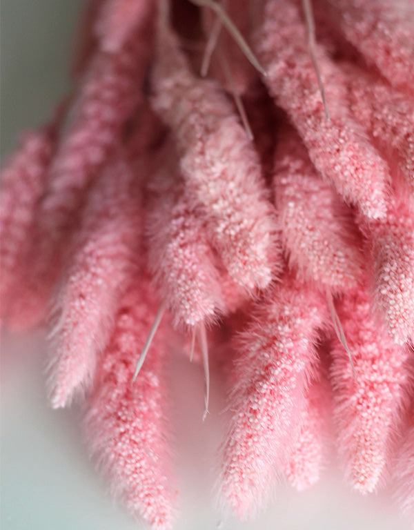 Dried Setaria - Baby Pink Bunch, 170 grams,