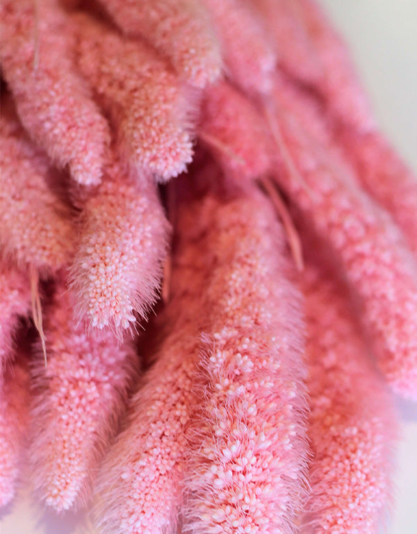 Dried Setaria - Baby Pink Bunch, 170 grams, 70 cm