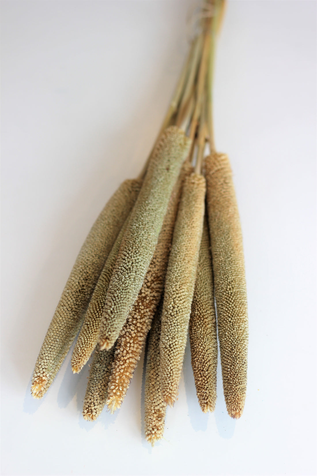 Dried Babala - Natural Bunch, 10 Stems, 60 cm