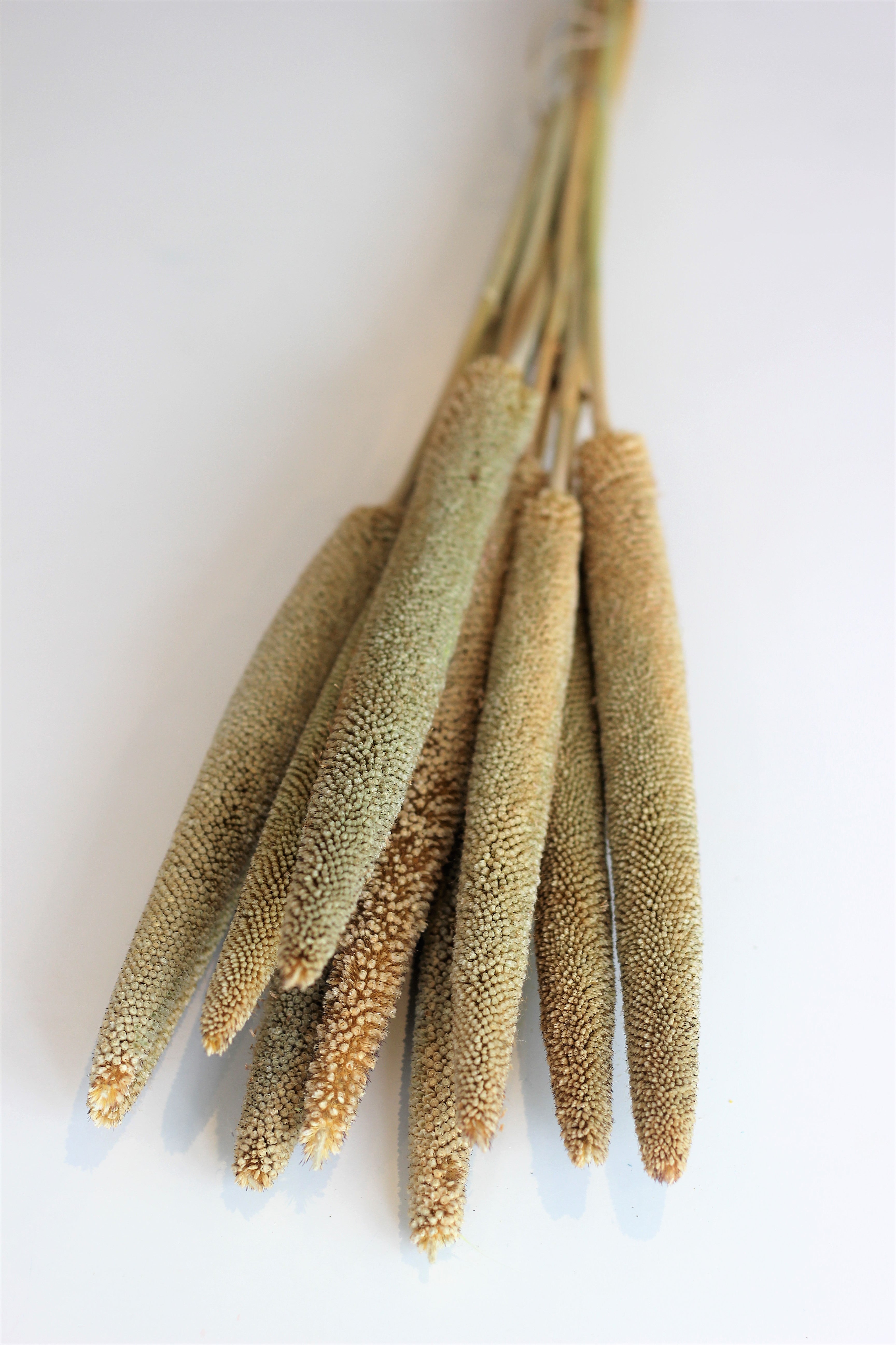 Dried Babala - Natural Bunch, 10 Stems, 60 cm