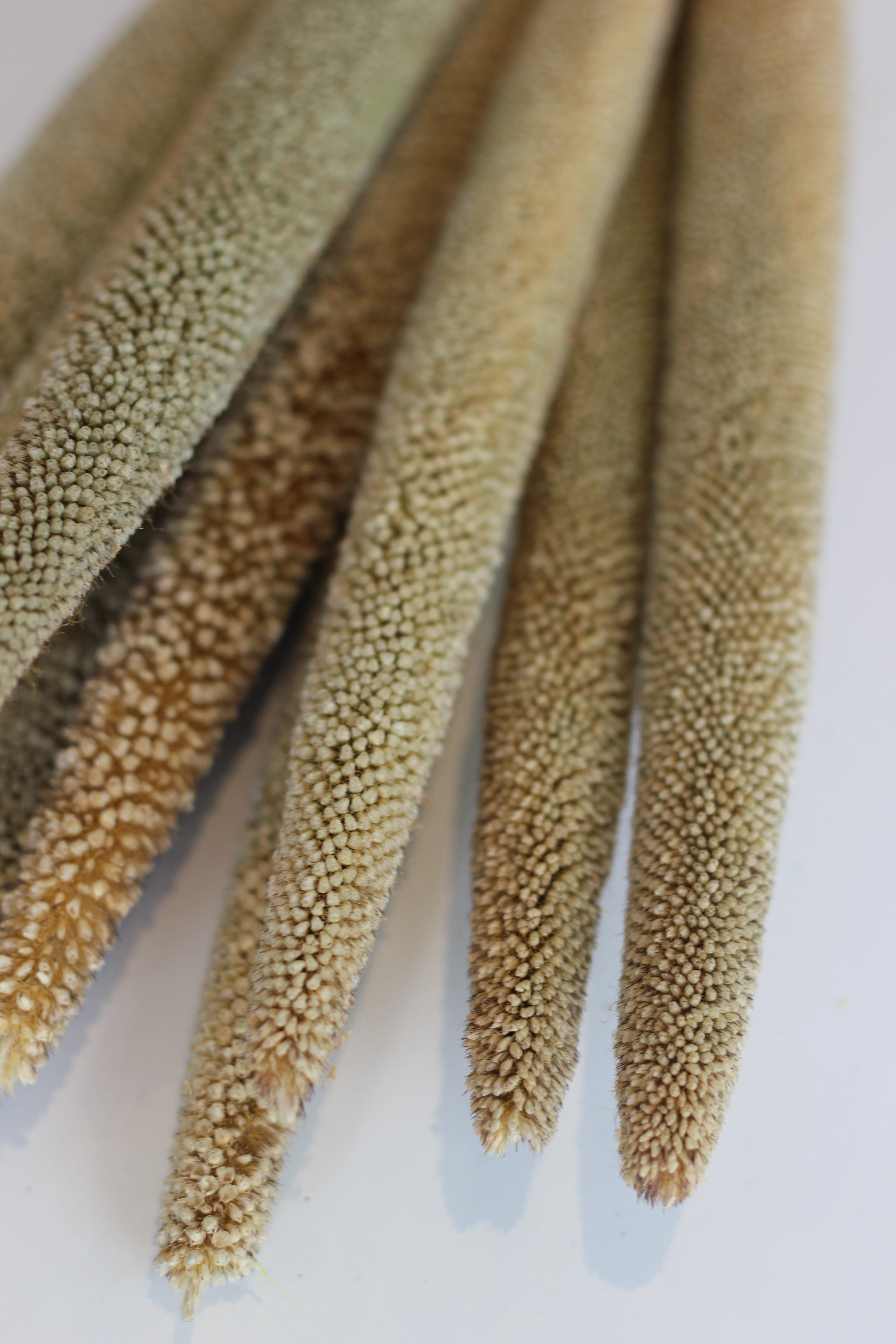 Dried Babala - Natural Bunch, 10 Stems, 60 cm