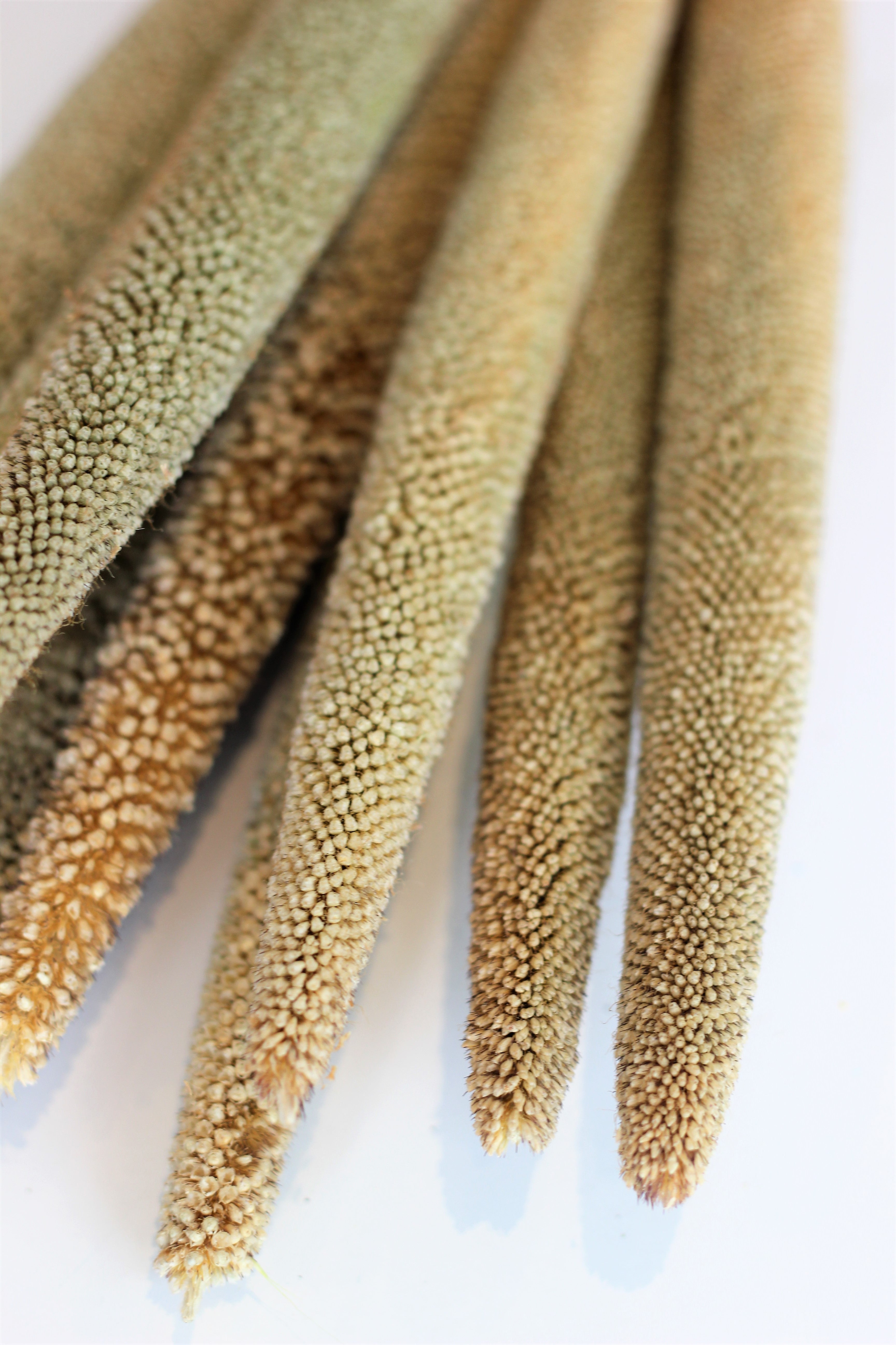 Dried Babala - Natural Sleeved Bunch, 10 Stems, 60 cm