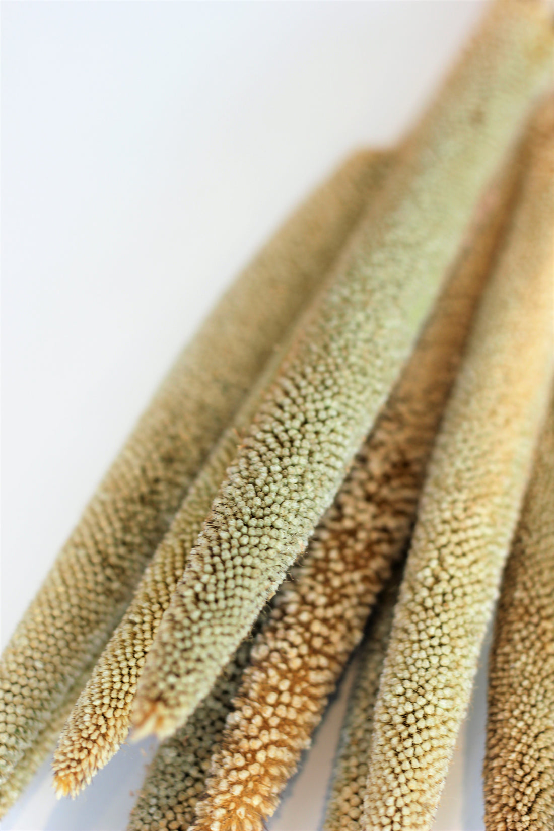 Dried Babala - Natural Bunch, 10 Stems, 60 cm