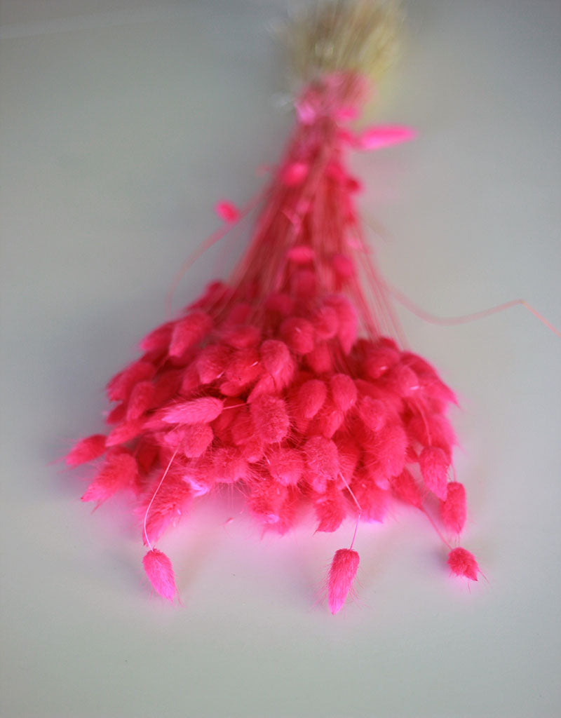 Dried Bunny Tail Lagurus Grass - Cerise Pink Flowers Bunch, 100 Grams, 60 cm