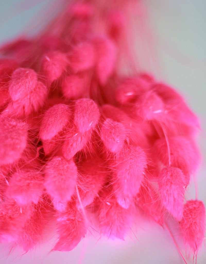 Dried Bunny Tail Lagurus Grass - Cerise Pink Flowers Bunch, 100 Grams, 60 cm