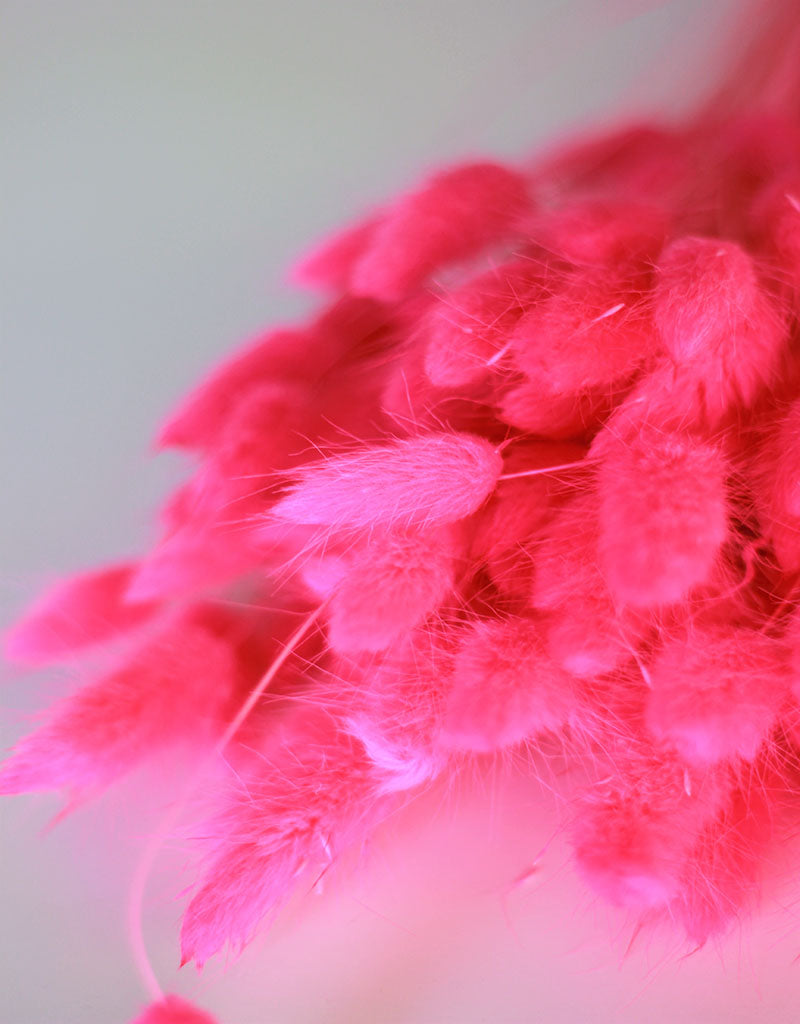 Dried Bunny Tail Lagurus Grass - Cerise Pink Flowers Bunch, 100 Grams, 60 cm