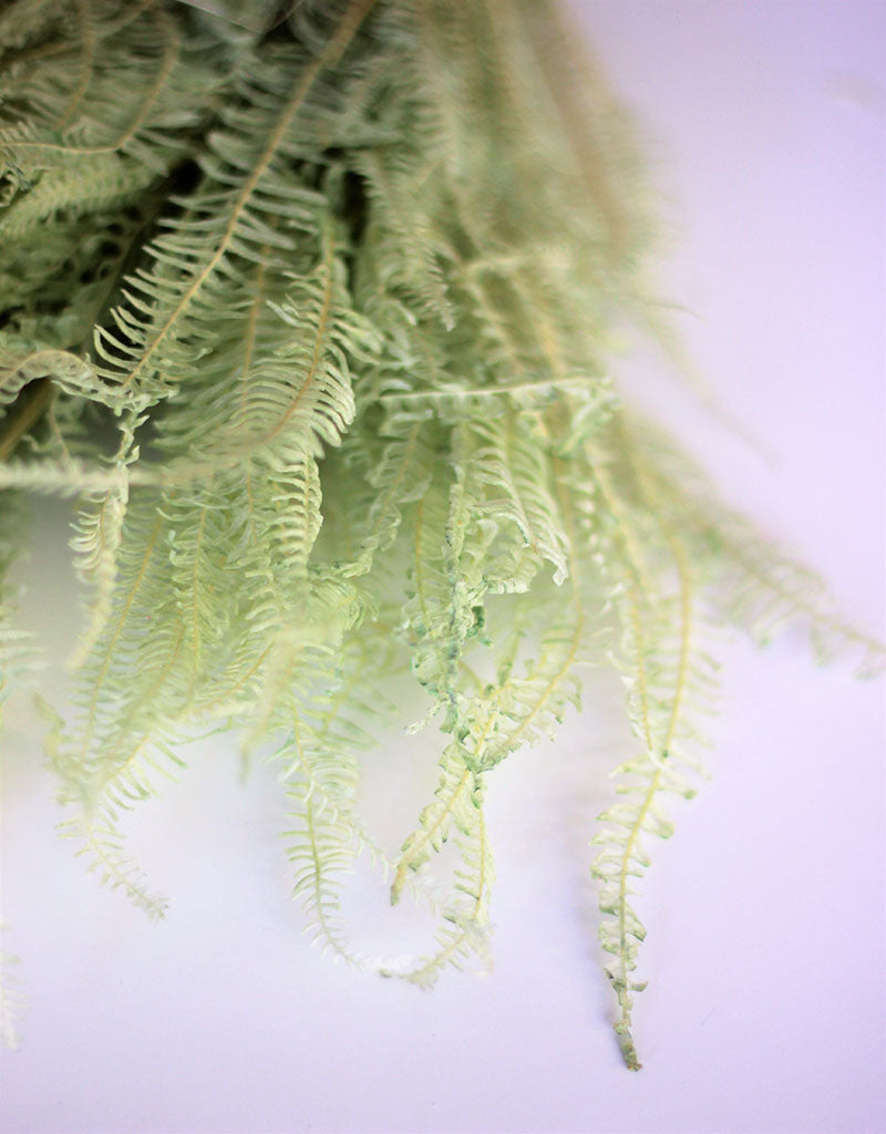 Preserved Helecho - Mint Green Bunch, 70 cm