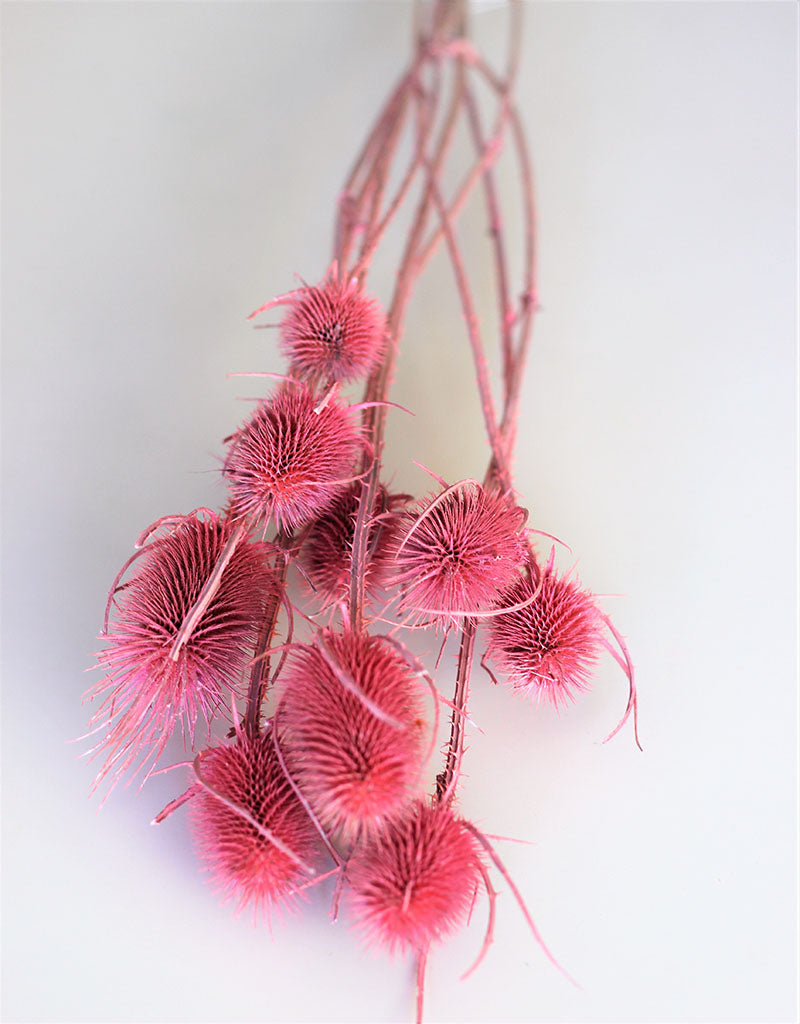 Dried Spray Cardistella - Frosted Pink Bunch, 60 cm