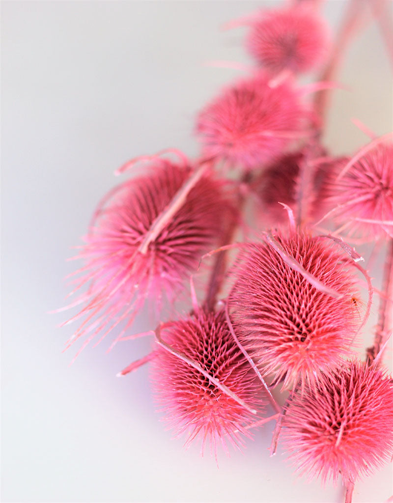 Dried Spray Cardistella - Frosted Pink Bunch, 60 cm