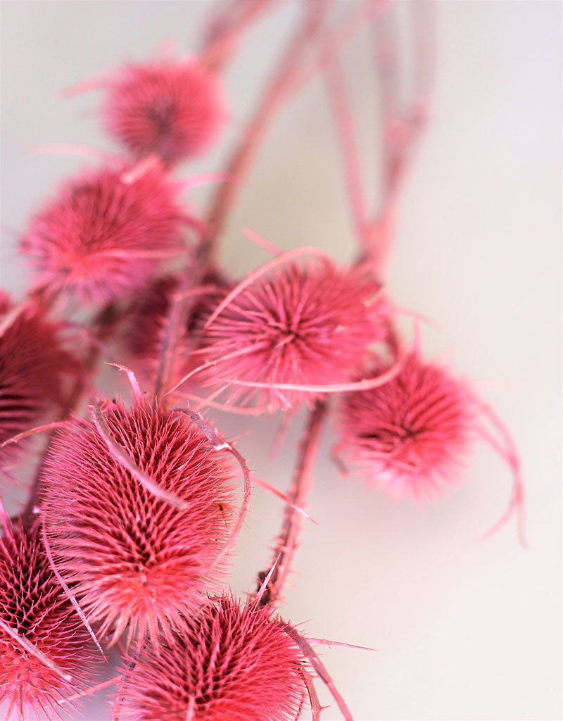 Dried Spray Cardistella - Frosted Pink Bunch, 60 cm