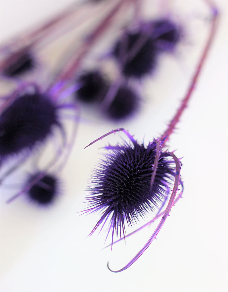 Dried Spray Cardistella - Violet Bunch, 60 cm