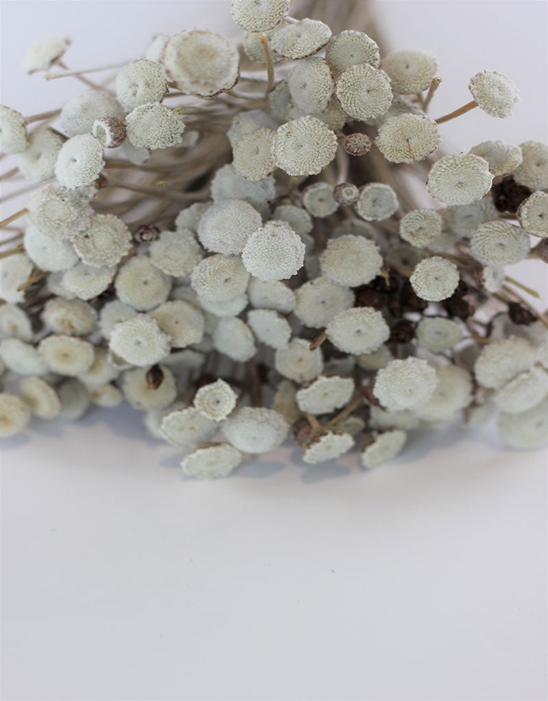 Dried Batao - Natural Bunch, 100 grams, 60 cm