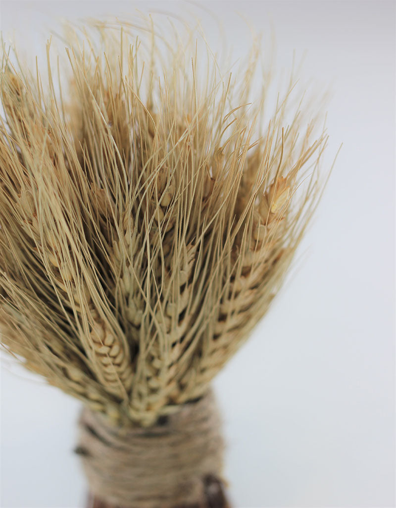 Dried Triticum Twig Sheaf - Natural, 20 cm